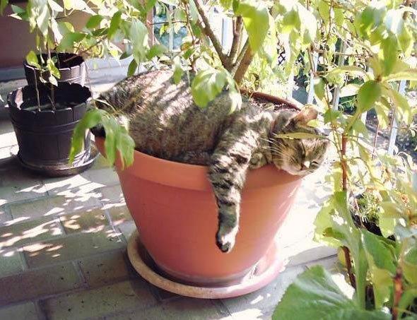 חתול משתזף בעציץ