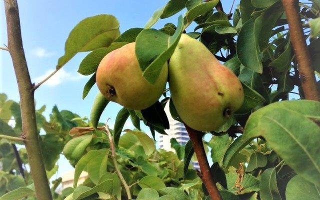 שתילת עץ פרי במיכל