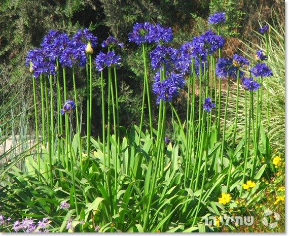 אגפנתוס אפריקני ×××¤× ×ª×ס ×פר××§× ×, צ××××:שת××× ×ר