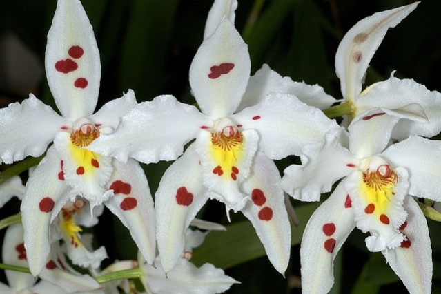 ××××× ××××××¡×× Odontoglossum