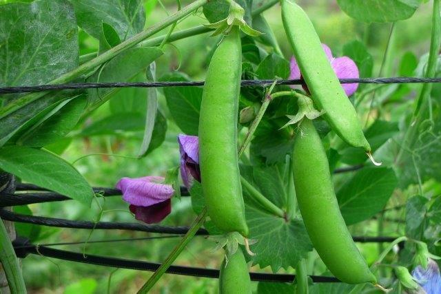 ×××××¨××¨ ××ª×××× ××§×¨×§×¢ ××¢×××§ ×©× 30 ×¡"× ××¤×××ª