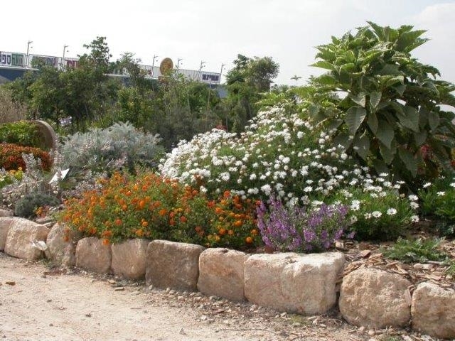 שילוב של לנטנה וחרציות במסלעה