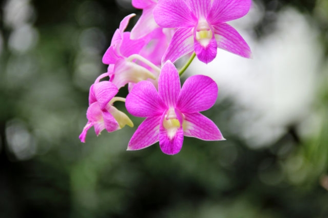 ×× ××¨××××× Dendrobium