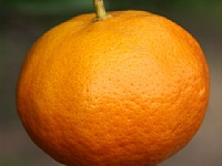 תפוז תפ××