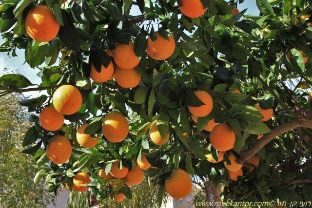 הדר התפוז Citrus sinesis