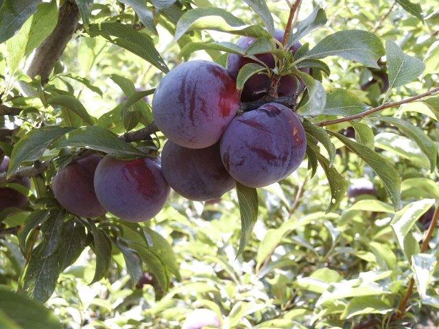 ×× ×©×××£ ×××§ ×××××× ×