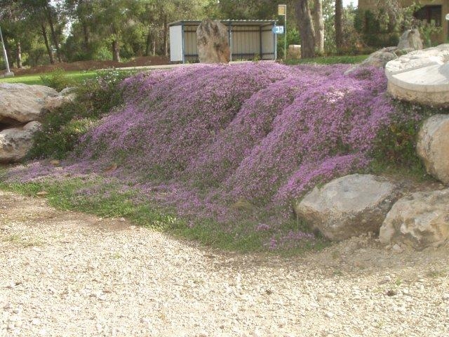 טלמון רב פרחים