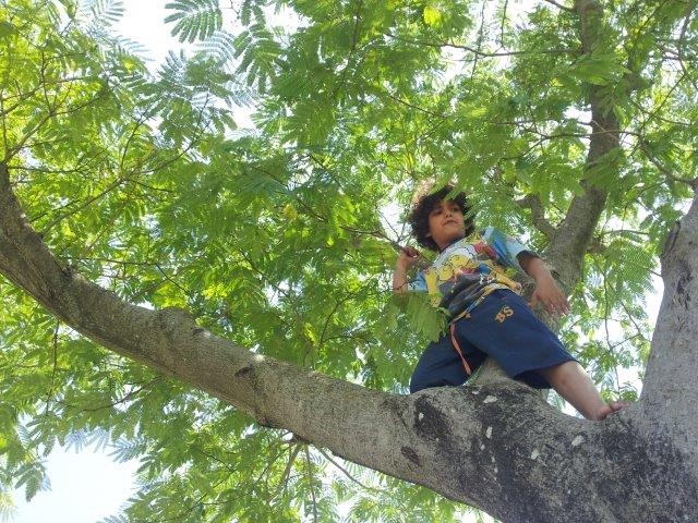 כל ילד צריך שיהיה לו עץ לטפס עליו צילום נעמה