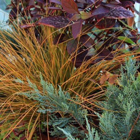 ××¨×× ×§×¨××× '×¤×¨×¨× ×¤×××¨' Carex testasea 'Prairie Fire' ××××¨×ª ×¢×¨×¢×¨ '××× ×§××××' ××××¦× ××©×× × '×¨×××'