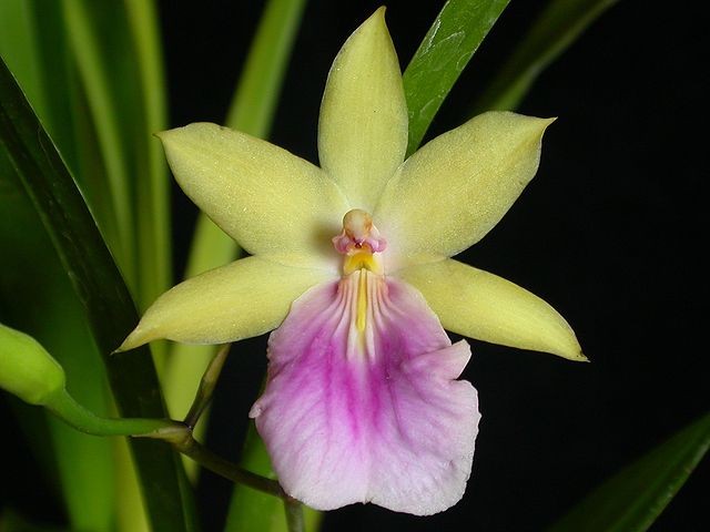 ×××××× ×× Miltonia