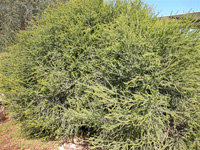 מללויקה מיקרופילה מללויקה מיקרופילה