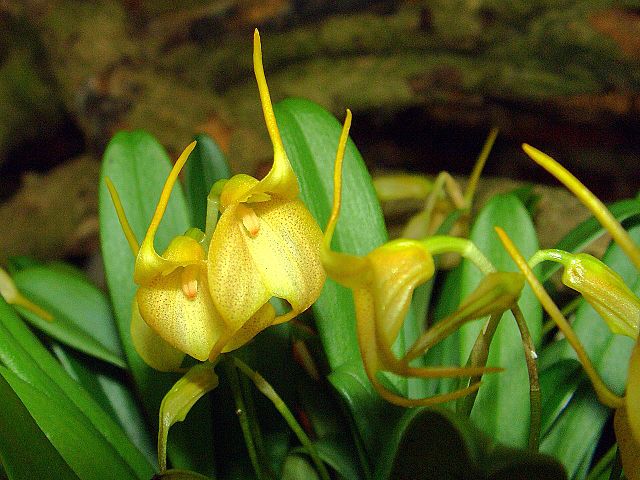 ××¡×××××× Masdevallia