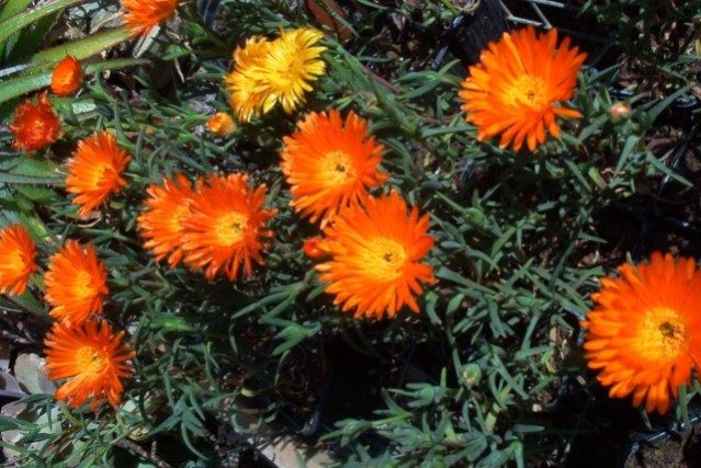 נציץ × ×¦××¥ (ampranthus orange)