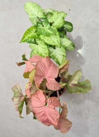 סינגוניום ורוד. התמונה נקלחה מהאתר: www.missouribotanicalgarden.org