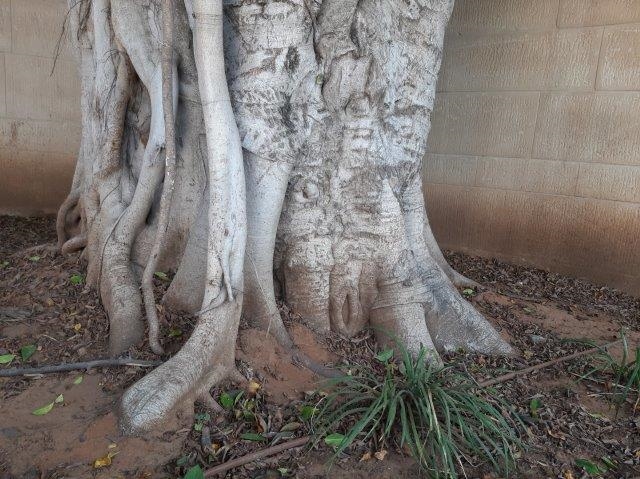 גזע נקי לעומת גזע נגועה בתמונה מטה