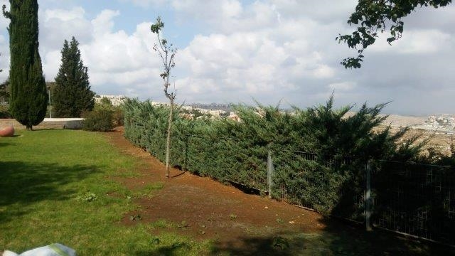 ערער 'גריי אול' - מרווח מתאים: לפחות 2.5 מטרים ערער 'גריי אול' - מרווח מתאים: לפחות 2.5 מטרים