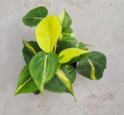 פילדנדרון סקנדס. התמונה נלקחה מהאתר: www.missouribotanicalgarden.org