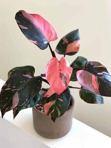 פילודנדרון פינק פרינסס. נלקחה מהאתר: www.missouribotanicalgarden.org