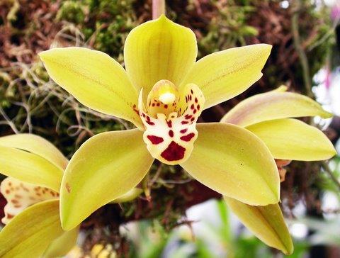 ×¦×××××××× Cymbidium