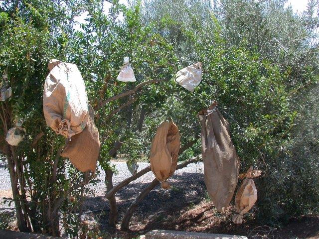 רימונים עטופים על העץ