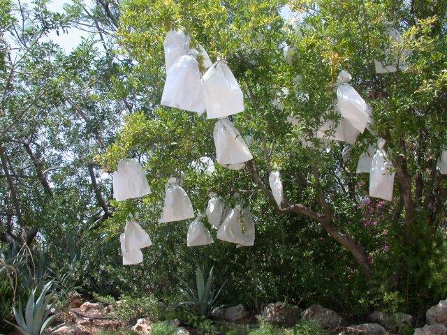 רימונים עטופים