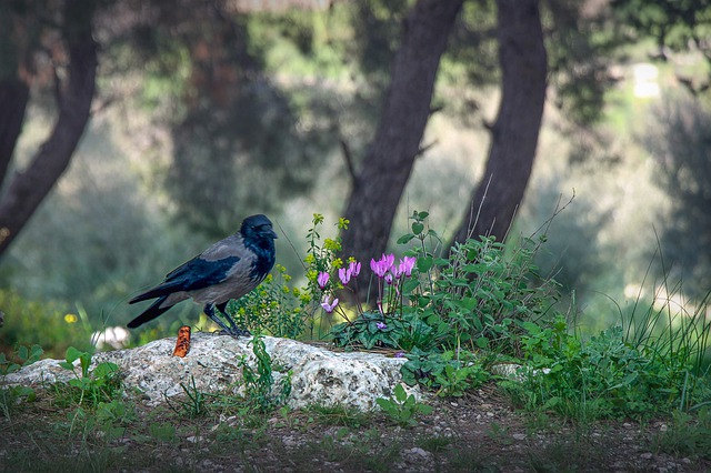 רקפות