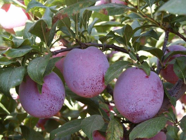 ×©×××£