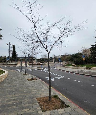 עץ שנשתל כגודל 9 מיש בונגה