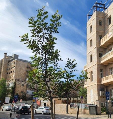 עץ חרוב מצוי נקבה גודל 9