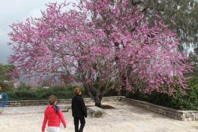 פריחת כליל החורש צילום : שגיא שגיב