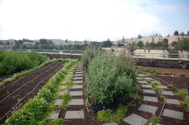 גג ירוק בבית ספר אור תורה בשכונת רמות בירושלים- מבט אל שבילי הטיול