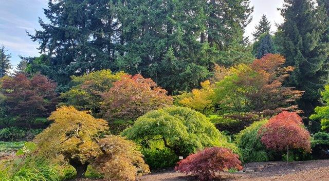 אוסף עצי האדר היפני בגן ואן דוסן