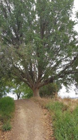 עלייה לצורך ירידה בסינגל אופנים על מצע מהודק של מחלוטה חרסית