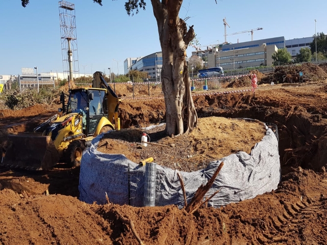 אירגוז- גוש השתילה מחופה ביריעה ומוכן להעברה. צילום: זיו אזורה, מנהל תחום עצים ,עיריית תל אביב