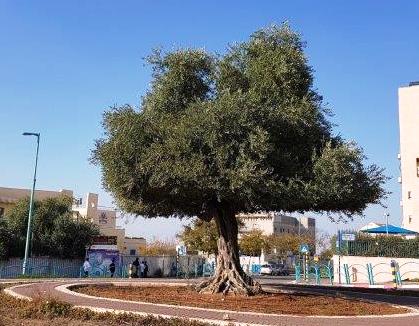 ×¦××¨× ×××ª ×××©××¨×ª ×××¤×ª ××× ××¢××××× ×××××ª, ×××××¨ ×××××