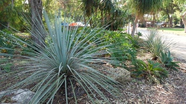 בשנים האחרונות משולבות בגן ערוגות עם צמחים עמידים וחיפוי