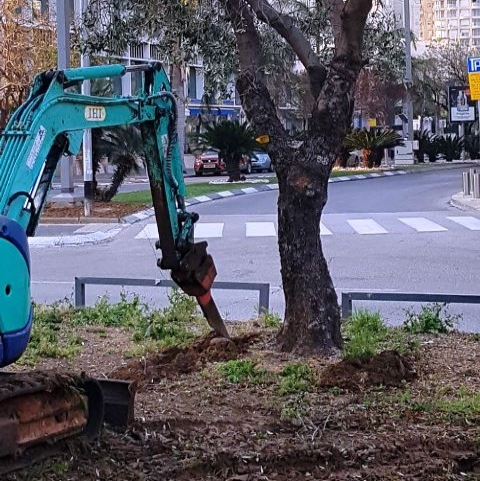 ×¢×¥×××ª ××ª××××ª ××××ª×× ×©××¨×©××. ×¦××××: ××× ××××¨×, ×× ×× ×ª××× ×¢×¦×× ,×¢××¨×××ª ×ª× ××××