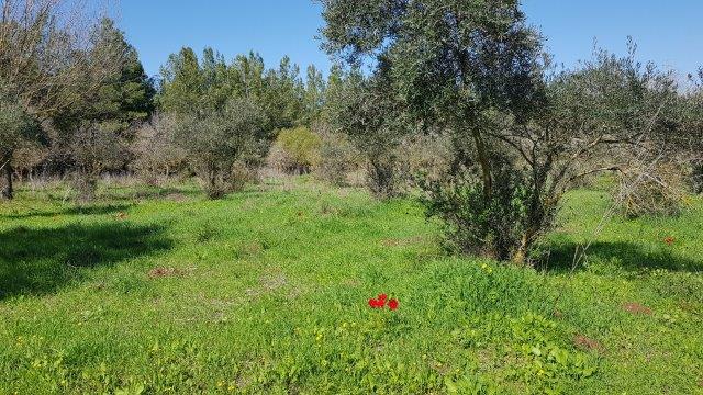 שטח פתוח במודיעין