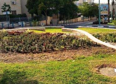 גלי הצמחיה משתרגים בגלי קירות האבן בכיכר הזית