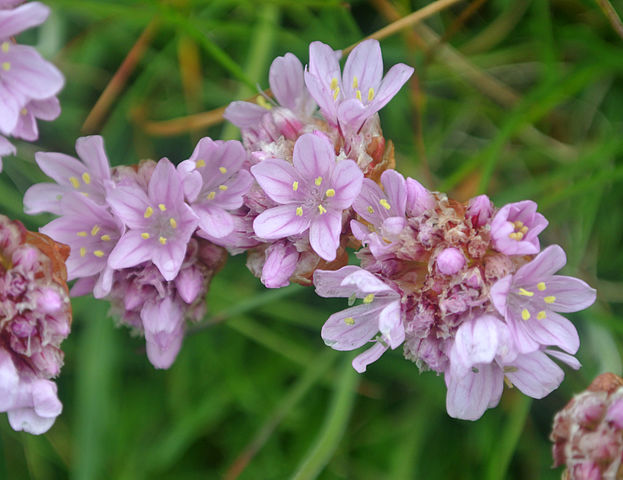 Armeria_maritima