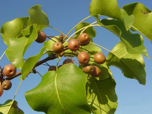מבט מקרוב על הפירות של עץ האגס הקלרי