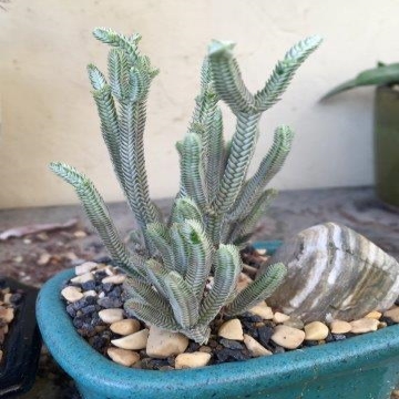 קרַסוּלָה Crassula