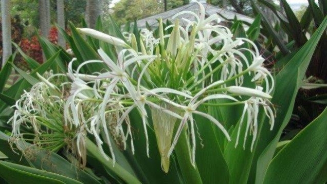 Crinum bulbispermum קרינון ארך עלים