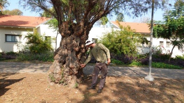 אחד מתוך עצי האשל ששרדו מתוך המאות שנשתלו ברחבי הקיבוץ