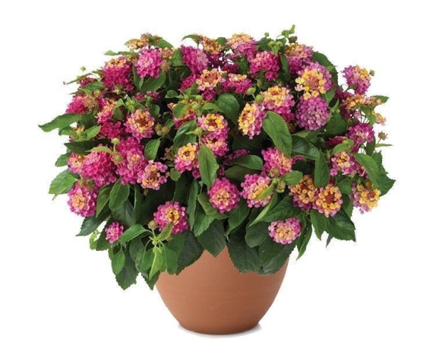 Gem™ Compact Pink Opal