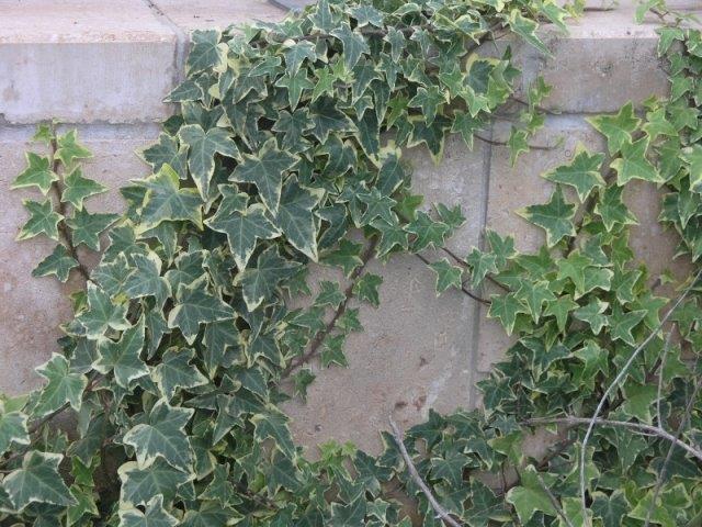 קיסוס החורש (Hedera helix) בעל עלה קטן ושוליים לא מוגדרים לבנים-צהבהבים אך צרים