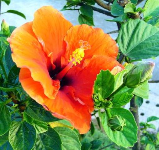 Hibiscus_india 1