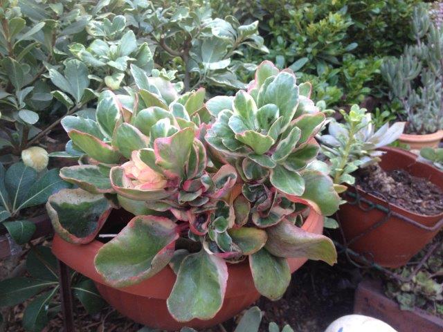 ניצנית אדומה 'מגוון' (Kalanchoe blosseldiana 'Variegata')