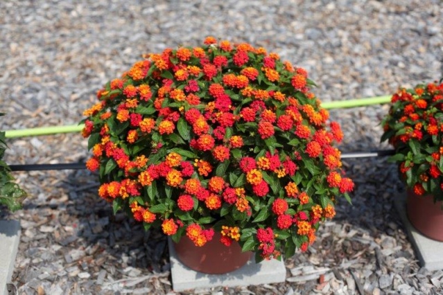 Lantana Gem Ruby.
