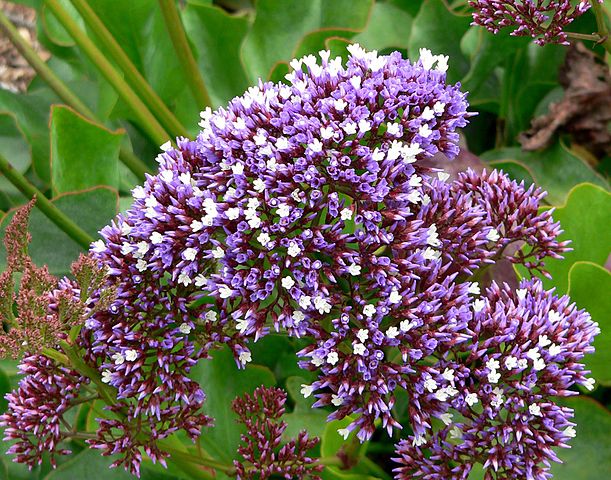 Limonium